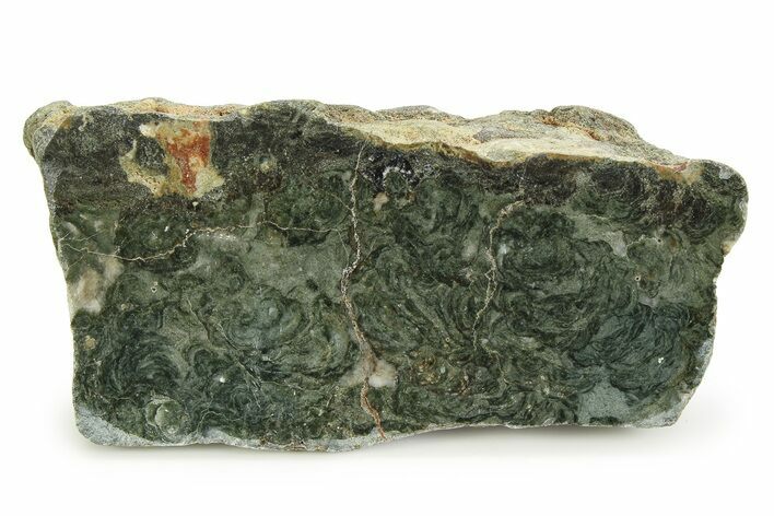 Polished Stromatolite (Alcheringa) Section - Billion Years #353341